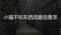 小貓不吃東西流眼淚是怎么回事(小貓吃東西流眼淚是怎么回事)