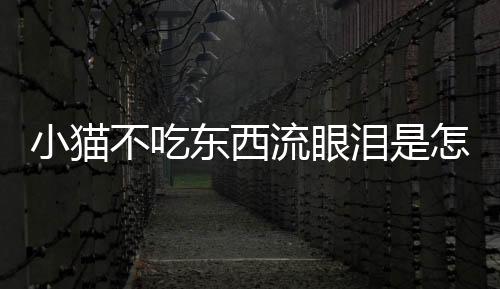 小貓不吃東西流眼淚是怎么回事(小貓吃東西流眼淚是怎么回事)