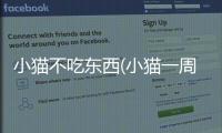 小貓不吃東西(小貓一周不吃東西)