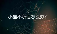 小貓不聽話怎么辦?