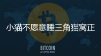 小貓不愿意睡三角貓窩正常嗎？我家貓不喜歡睡貓窩