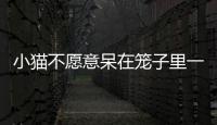 小貓不愿意呆在籠子里一直叫(小貓不愿意呆籠子里可以訓(xùn)練嗎)