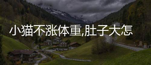 小貓不漲體重,肚子大怎么回事(小貓出生后不漲體重)