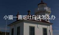 小貓一直嘔吐白沫怎么辦(小貓一直嘔吐是什么原因)