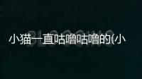 小貓一直咕嚕咕嚕的(小貓為什么一直發出咕嚕咕嚕)