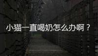 小貓一直喝奶怎么辦啊？小貓一直喝奶會不會撐死