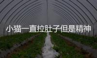 小貓一直拉肚子但是精神很好怎么辦(貓生完小貓拉肚子是怎么回事)