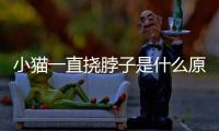 小貓一直撓脖子是什么原因？小貓一直撓脖子但是看了沒東西
