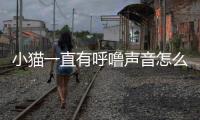 小貓一直有呼嚕聲音怎么回事？小貓一直有呼嚕聲音怎么辦