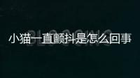 小貓一直顫抖是怎么回事(小貓一直顫抖還咕嚕咕嚕)