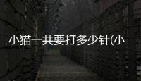 小貓一共要打多少針(小貓打一次針多少錢)