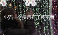 小貓一個多月打了疫苗有影響嗎(一個多月的貓打了疫苗)