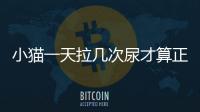 小貓一天拉幾次尿才算正常？小貓一天拉幾次尿幾次
