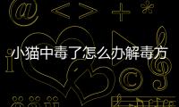 小貓中毒了怎么辦解毒方法(小貓中毒了拿什么來解毒)