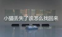 小貓丟失了該怎么找回來呢(小貓丟失會自己回來嗎)