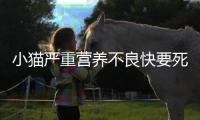 小貓嚴(yán)重營(yíng)養(yǎng)不良快要死了  小貓嚴(yán)重營(yíng)養(yǎng)不良怎么調(diào)理