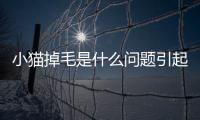 小貓掉毛是什么問題引起的？小貓掉毛怎么回事怎么辦