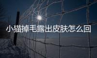 小貓掉毛露出皮膚怎么回事？小貓掉毛露出皮膚正常嗎