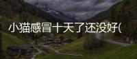 小貓感冒十天了還沒好(小貓感冒了打噴嚏流鼻涕吃什么藥)