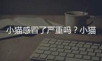 小貓感冒了嚴重嗎？小貓感冒了會自愈嗎