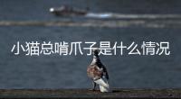 小貓總啃爪子是什么情況(小貓一直啃爪子)