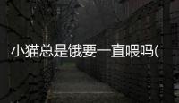 小貓總是餓要一直喂嗎(小貓餓了的叫聲)