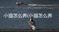 小貓怎么養(小貓怎么養才聽話)
