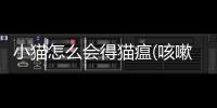 小貓怎么會得貓瘟(咳嗽怎么會把尿咳出來)