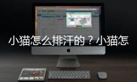 小貓怎么排汗的？小貓怎么排汗最好
