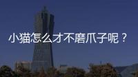 小貓怎么才不磨爪子呢？怎么讓貓不用爪子碰人
