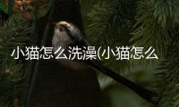 小貓?jiān)趺聪丛?小貓?jiān)趺聪丛璨桓忻?