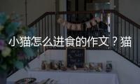 小貓?jiān)趺催M(jìn)食的作文？貓咪的進(jìn)食方式