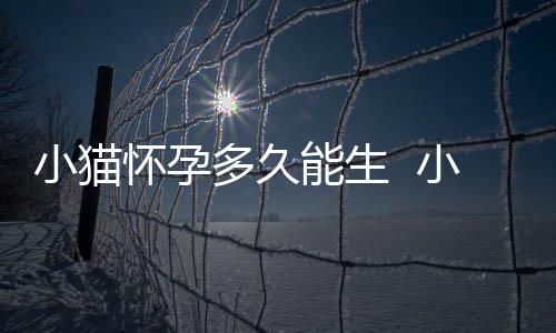小貓懷孕多久能生  小貓懷孕多久有胎動(dòng)