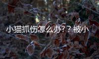 小貓抓傷怎么辦?？被小貓抓傷怎么辦
