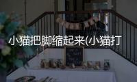小貓把腳縮起來(小貓打架腳受傷腫了怎么辦)