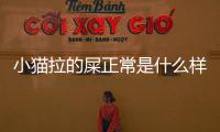 小貓拉的屎正常是什么樣的(小貓拉肚肚怎么辦)