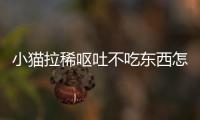 小貓拉稀嘔吐不吃東西怎么辦(小貓拉稀嘔吐但是精神狀態良好)