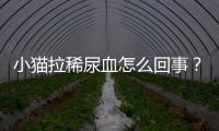 小貓拉稀尿血怎么回事？小貓拉稀尿血什么原因