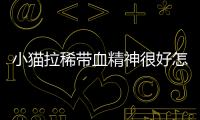 小貓拉稀帶血精神很好怎么回事？小貓拉稀帶血但精神很好