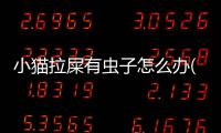 小貓拉屎有蟲子怎么辦(小貓拉屎太臭了怎么辦)