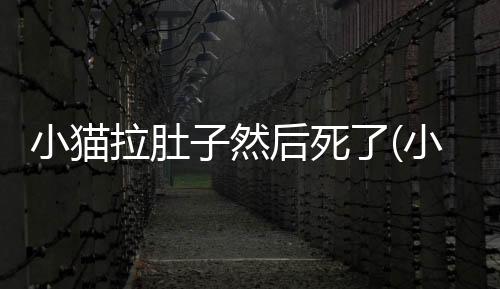 小貓拉肚子然后死了(小貓拉肚子第二天就死了)
