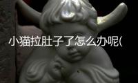 小貓拉肚子了怎么辦呢(小貓拉肚子吃什么藥)