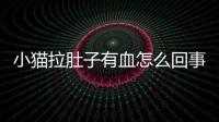 小貓拉肚子有血怎么回事(小貓拉肚子是怎么回事)