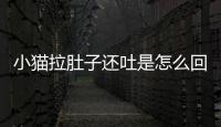 小貓拉肚子還吐是怎么回事(小貓拉肚子還吐吃思密達可管用)