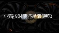 小貓按時(shí)喂還是隨便吃(小貓按時(shí)喂比較好還是自助好)