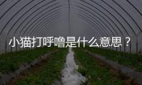 小貓打呼嚕是什么意思？小貓打呼嚕正常嗎