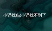 小貓找貓(小貓找不到了了什么方法找出來)