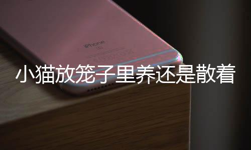 小貓放籠子里養(yǎng)還是散著養(yǎng)(小貓放在籠子里養(yǎng)好不好)