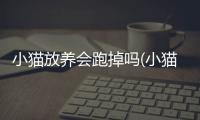 小貓放養會跑掉嗎(小貓放養還是關籠子)