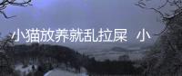 小貓放養就亂拉屎  小貓一放出來就亂拉屎